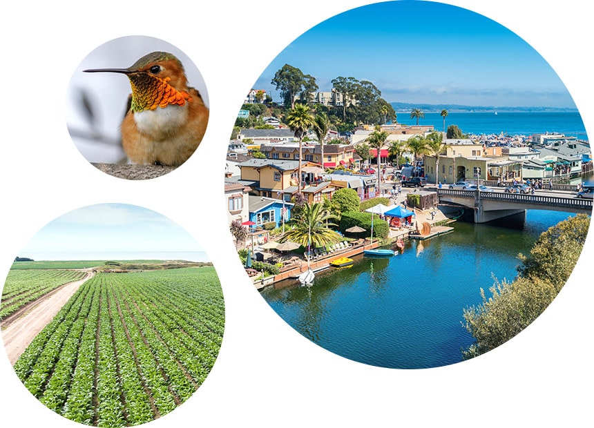 Images of Capitola city, brussels sprouts and artichokes growing on farm and hummingbird
