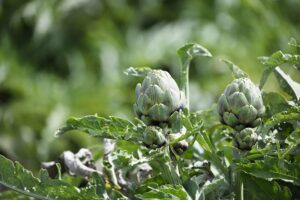 Close-up of Ripening Artichokes Globes Growing on Rural Farm